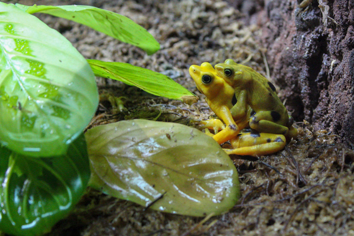 Frogs hugging at the zoo